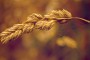 Macro image of Wheat