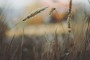 Something about Grass Field